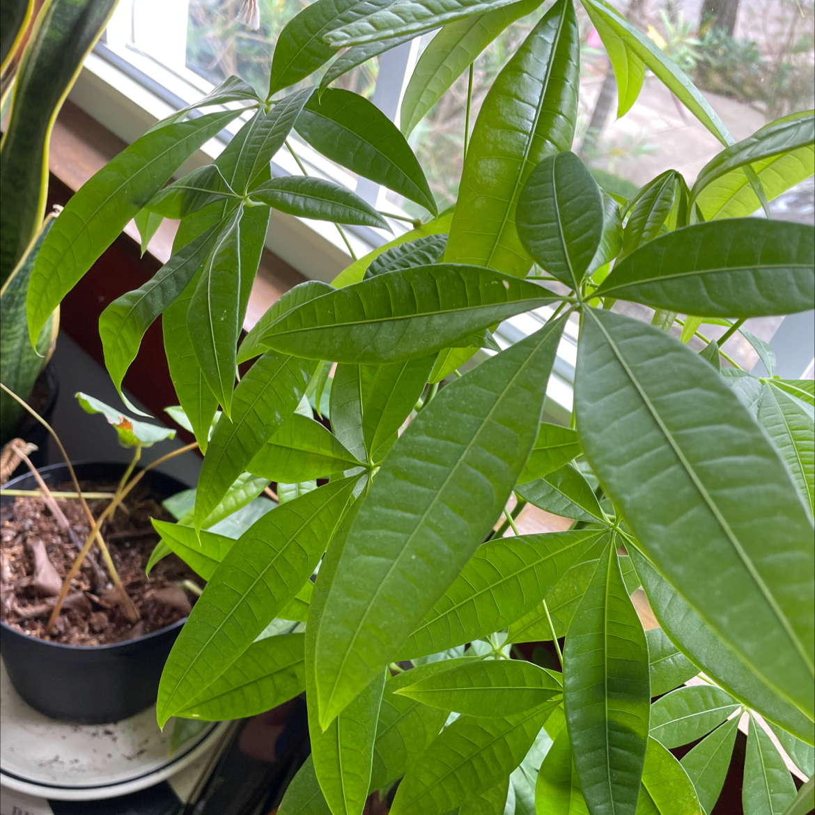 Money Tree plant photo by @Kiersten named Harper on Greg, the plant care app.