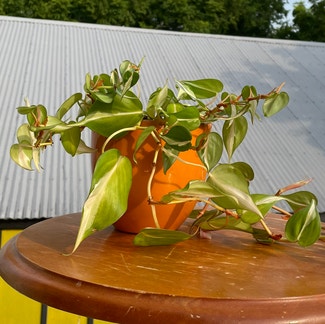 Philodendron 'Cream Splash' plant in New Orleans, Louisiana