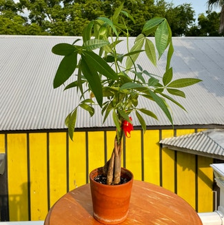 Money Tree plant in New Orleans, Louisiana