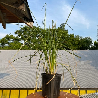 Vetiver plant in New Orleans, Louisiana