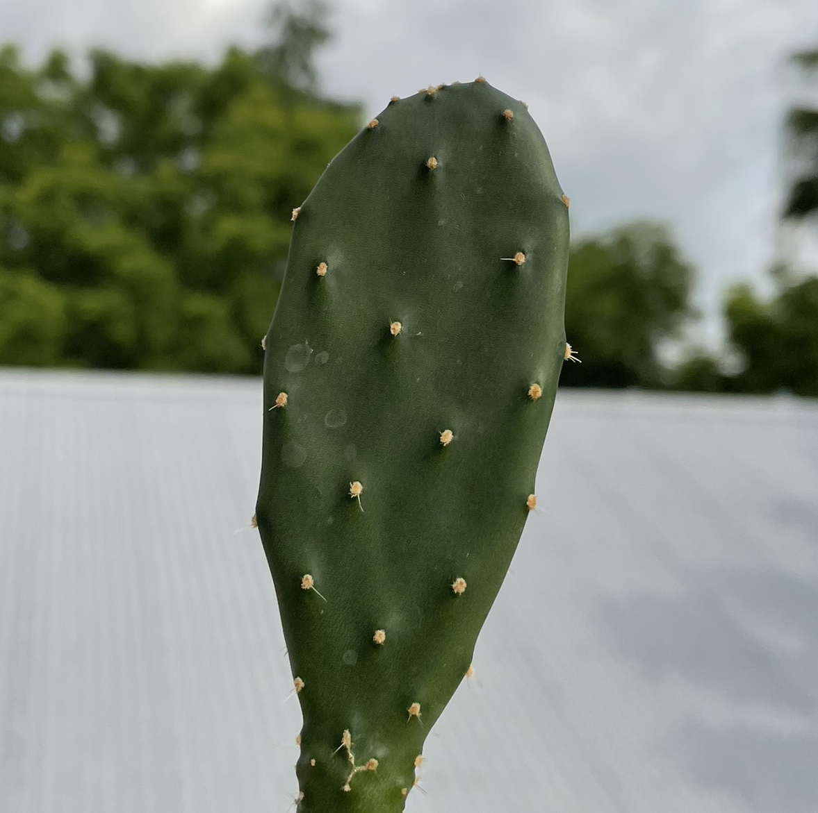 Few-Spined Marble-Seeded Prickly Pear plant photo by @Kiersten named Acadia on Greg, the plant care app.