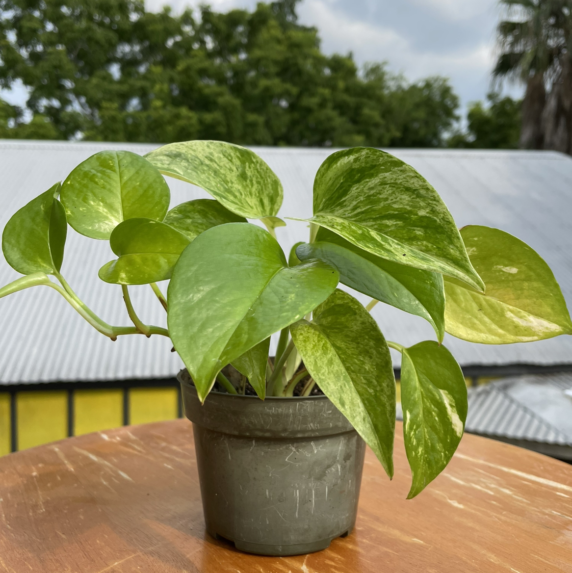 A thriving pothos plant with large, glossy green and yellow variegated leaves, growing in a dark gray ceramic pot on an outdoor table.