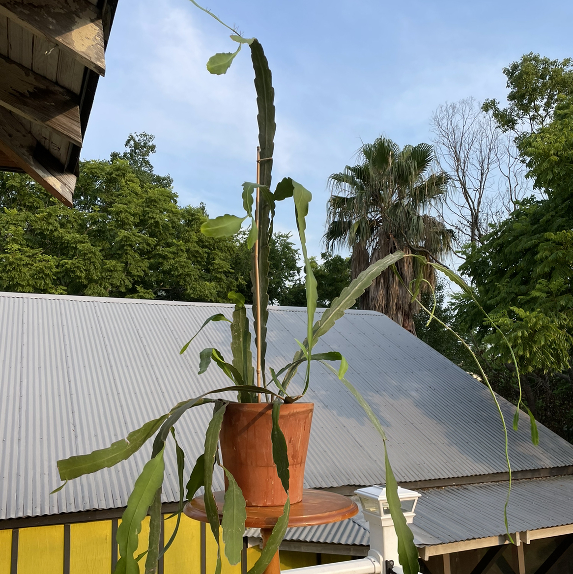 Photo of the plant species Carrot by @Kiersten named FP — Carlo on Greg, the plant care app