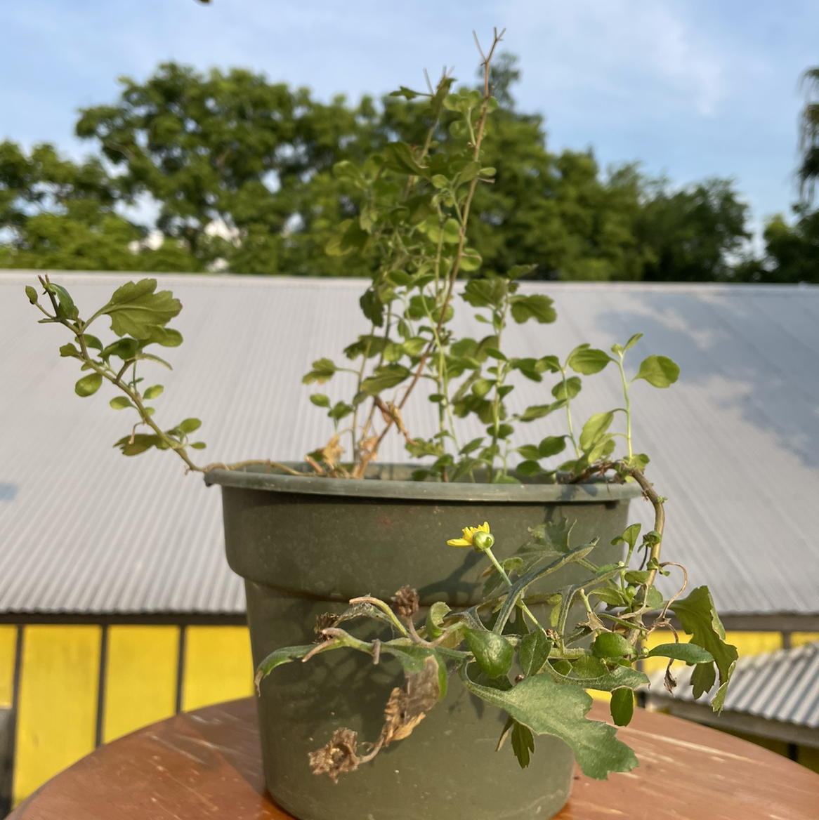 Potted Florist's Daisy with browning leaves and a small yellow flower.