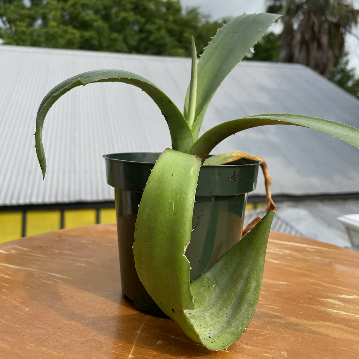 Healthy century plant in black pot with thick green pointed leaves, no damage visible, indoors on wood surface.