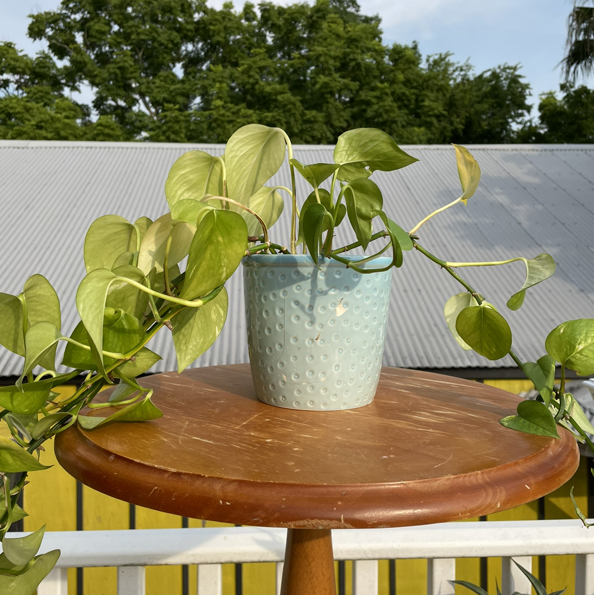 Healthy, thriving jade pothos plant with vibrant green heart-shaped leaves in a mint green ceramic pot on a wooden table outdoors.