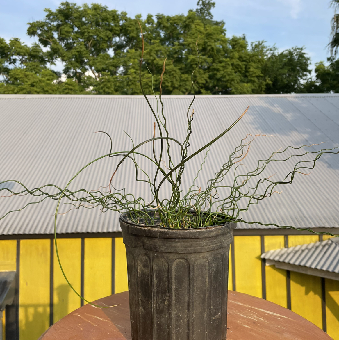 Potted Common Rush plant with healthy green leaves against a building and trees.