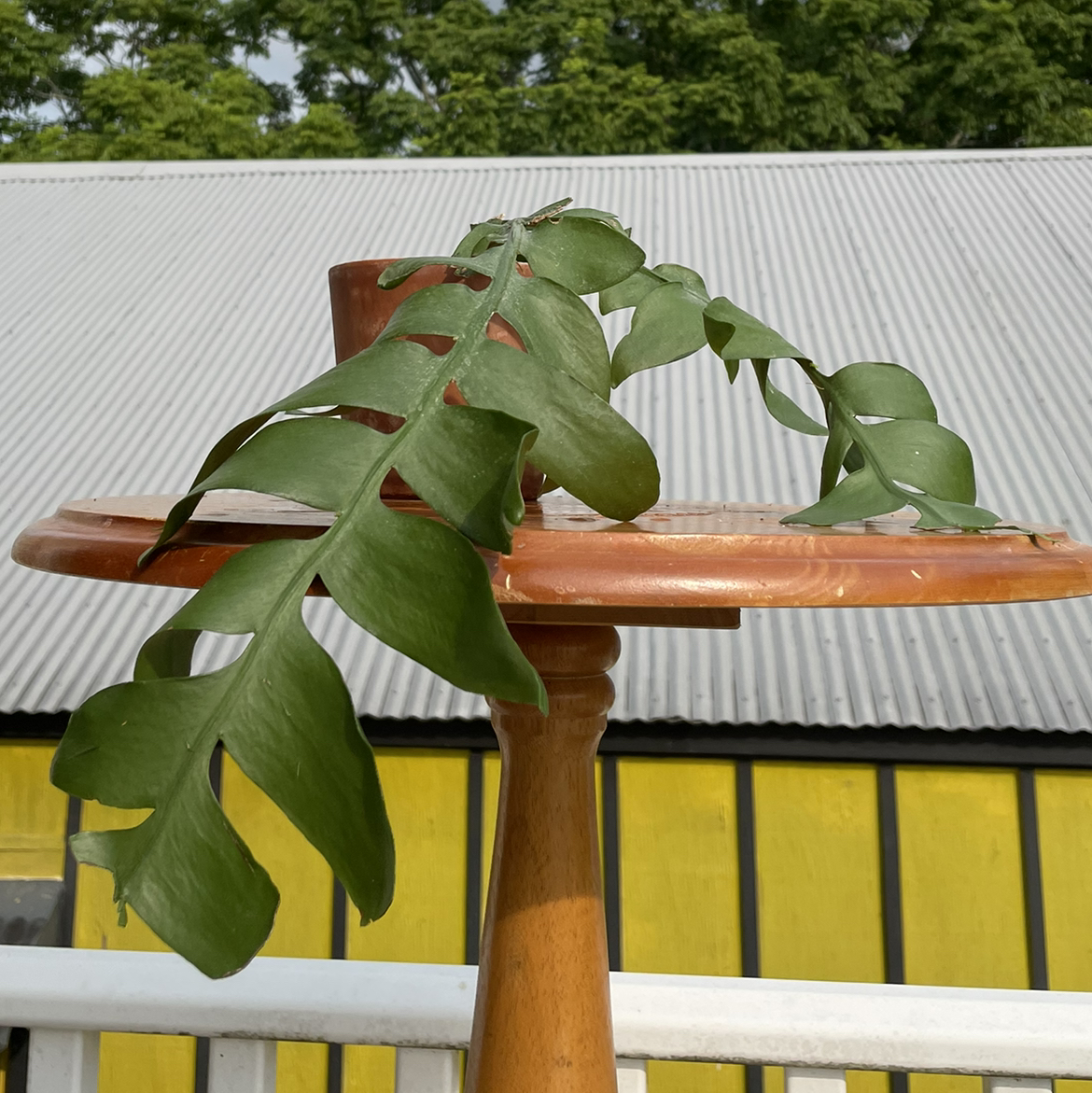 Fishbone Cactus plant photo by @Kiersten named O — Billie on Greg, the plant care app.