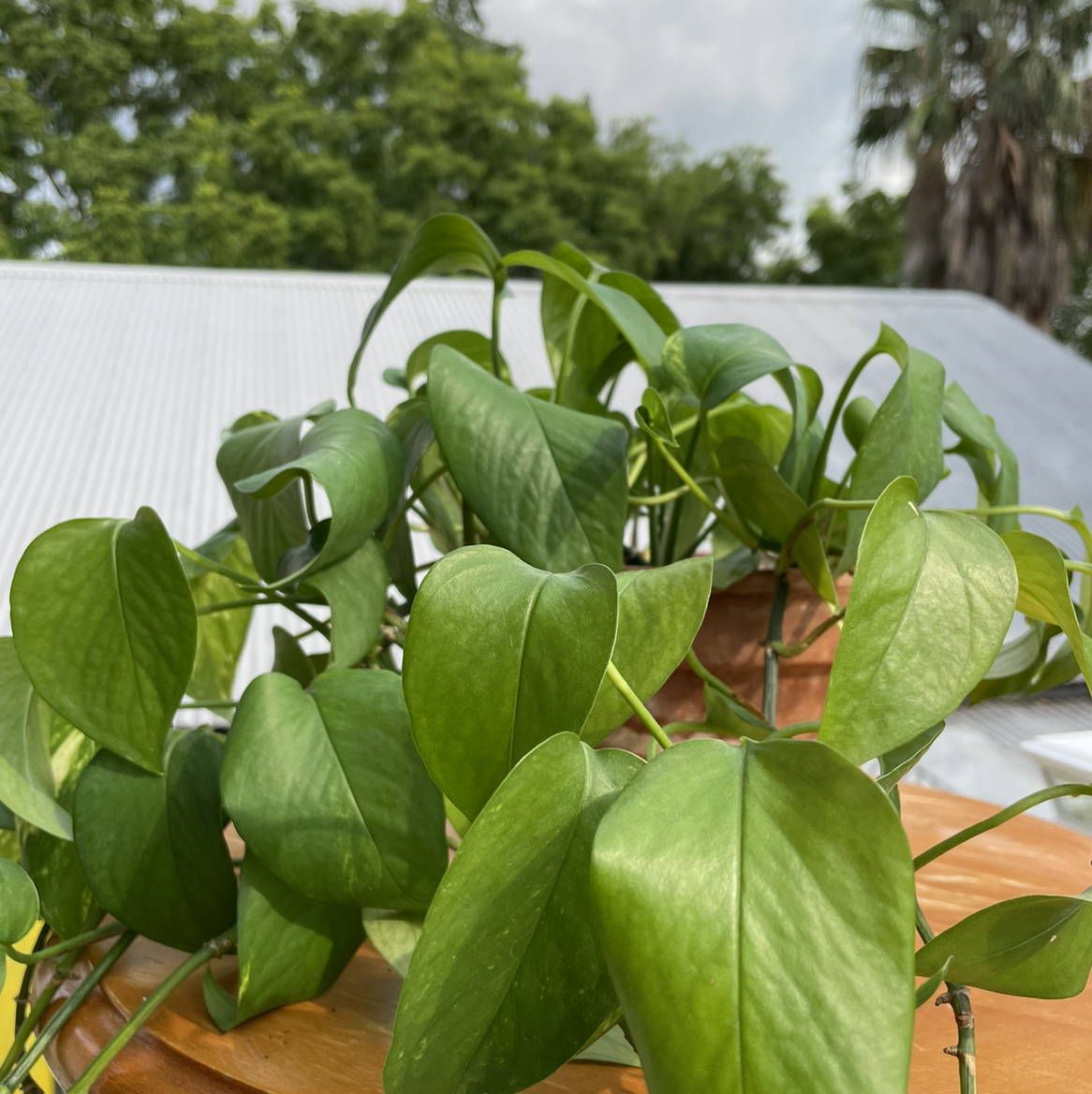 A healthy, green Jade Pothos plant with heart-shaped leaves, growing in a hanging planter with trailing vines.