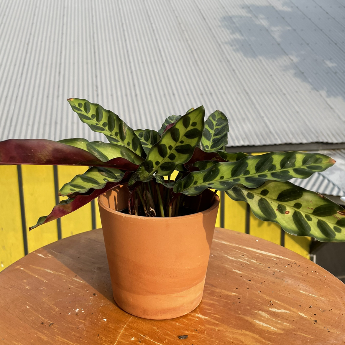 Rattlesnake Plant (Calathea lancifolia) in a terracotta pot with distinctive green leaves and dark spots.