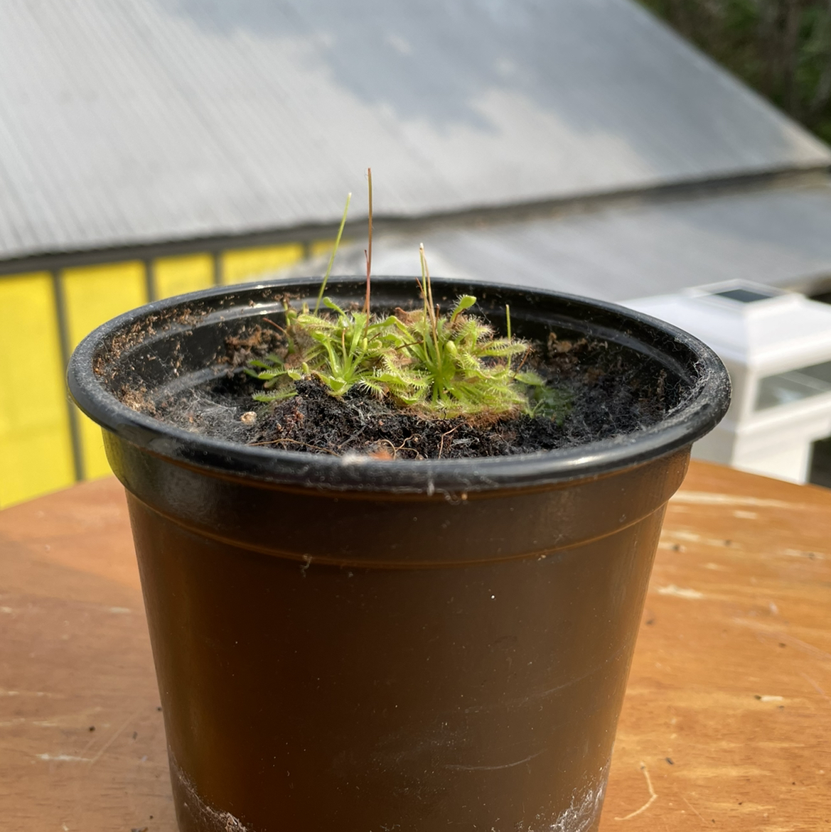 Spoon-Leaved Sundew plant in a black pot with visible soil, well-framed and in focus.