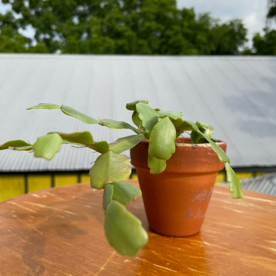 🎄 Propagating My Christmas Cactus: Step-by-Step Guide