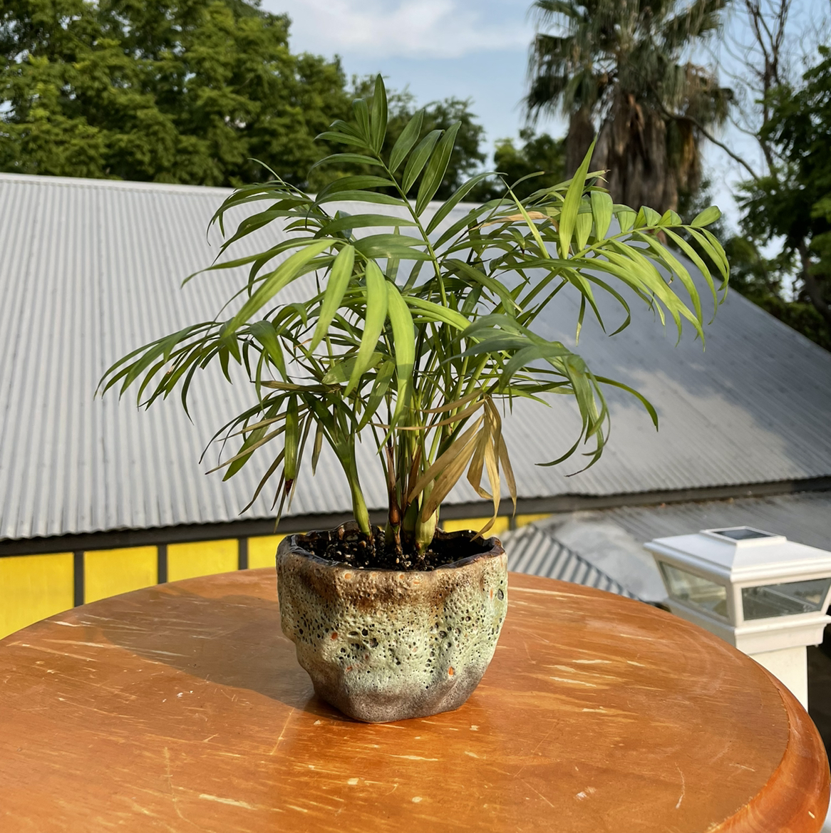 A healthy parlour palm in a stone pot on an outdoor table. The plant has lush green foliage with no signs of damage or discoloration.