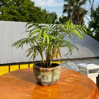 Parlour Palm plant in New Orleans, Louisiana