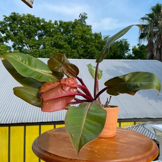 Philodendron 'Prince of Orange' plant in New Orleans, Louisiana