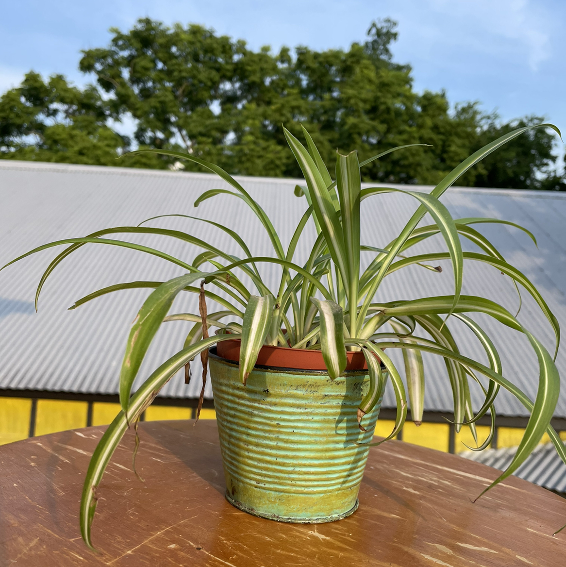 Spider Plant in a small pot on a wooden surface with a building and trees in the background.