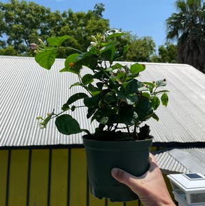Arabian Jasmine plant photo by @Kiersten named FP — Aladdin on Greg, the plant care app.
