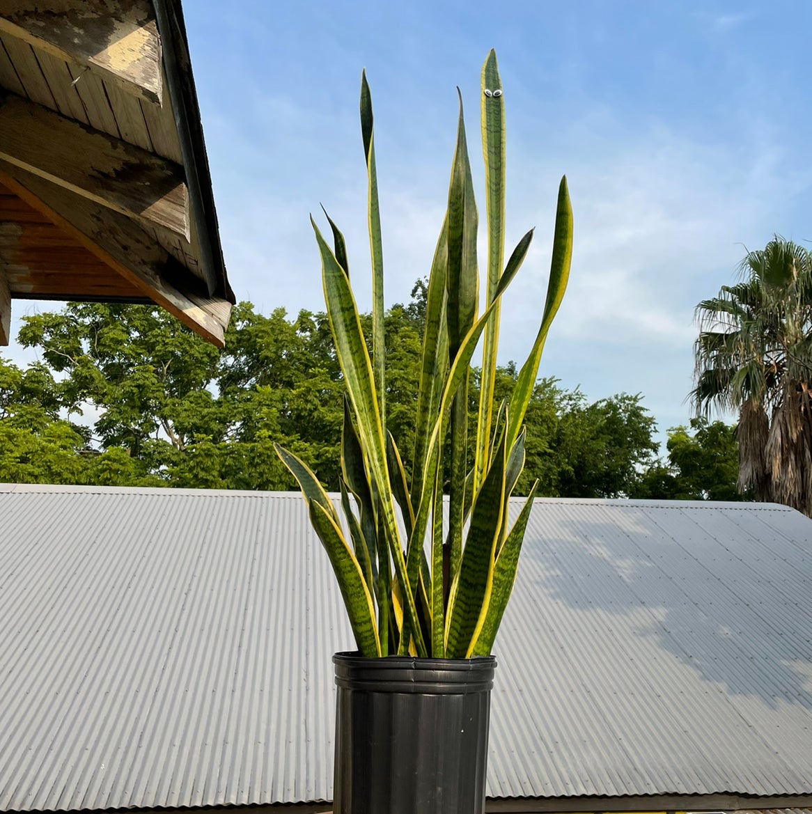 Plant care for Coastal Plain Staggerbush on Greg, the plant care app