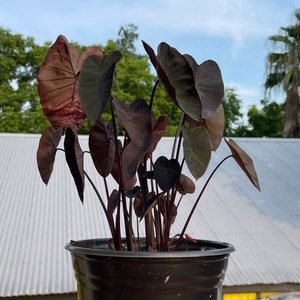 colocasia esculenta BLACK SAPPHIRE GECKO magic   plante bassin 1.80 m 