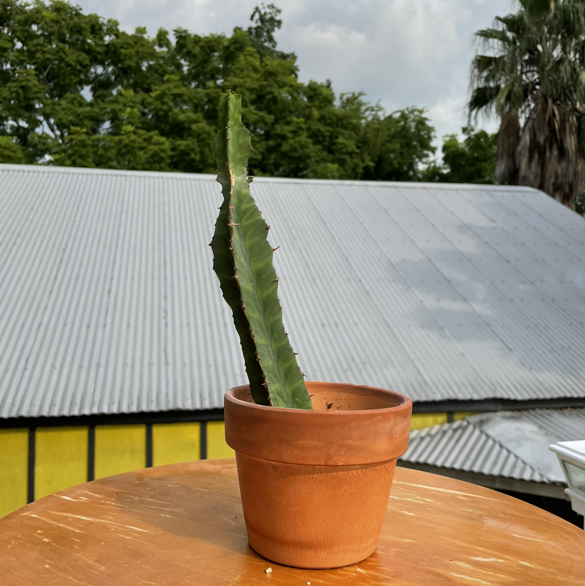 Photo of the plant species Euphorbia 'Zig Zag' by @Kiersten named BP — Big Bend on Greg, the plant care app