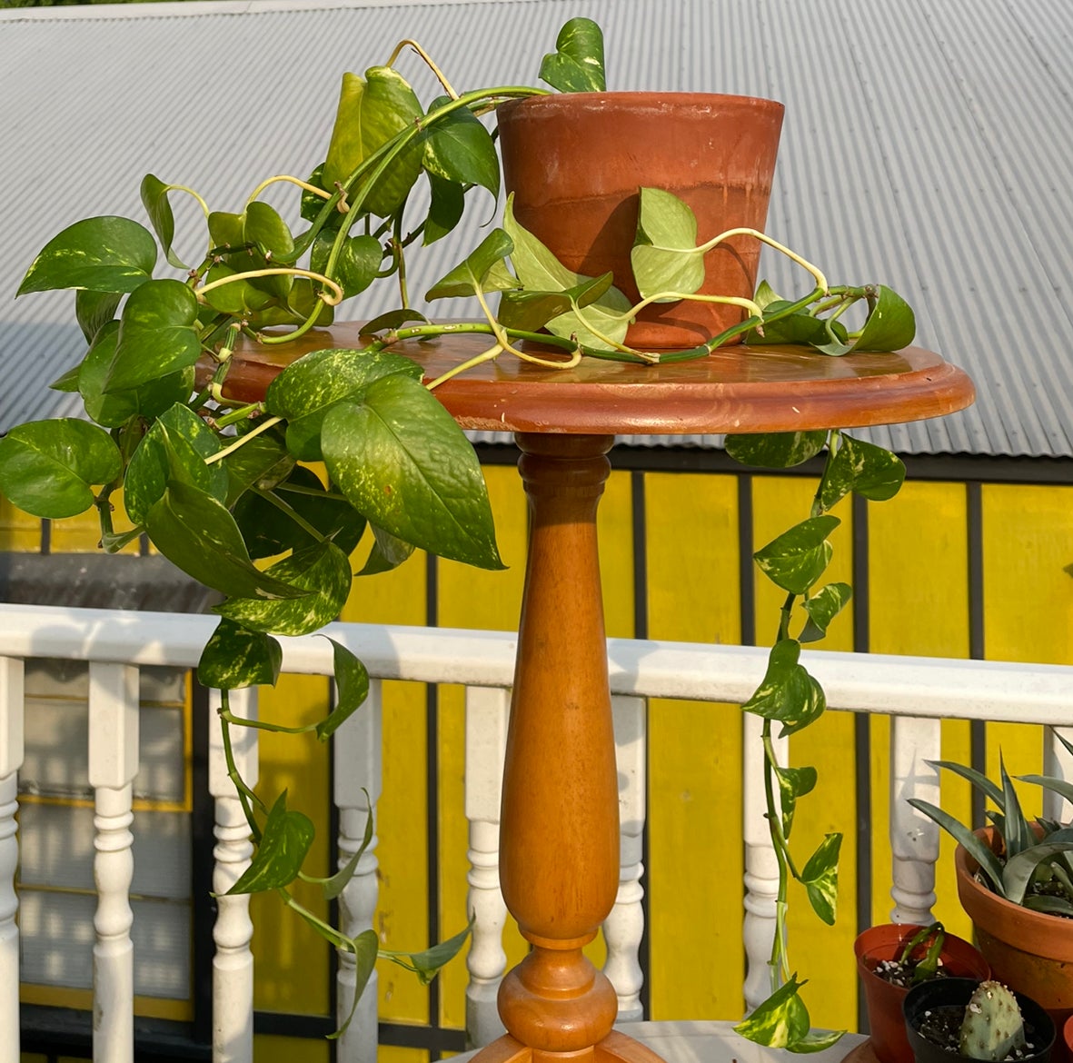 Golden Pothos plant in a terracotta pot on a wooden stand, with healthy green leaves.