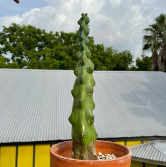 Boobie Cactus plant in New Orleans, Louisiana