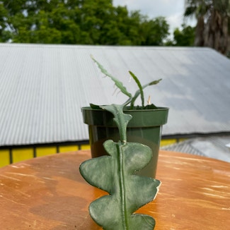 Fishbone Cactus plant in New Orleans, Louisiana