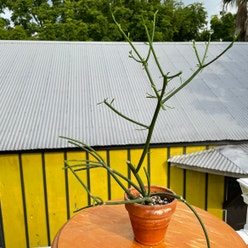 Pencil Cactus plant