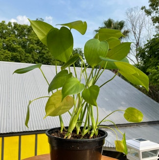 Monstera plant in New Orleans, Louisiana