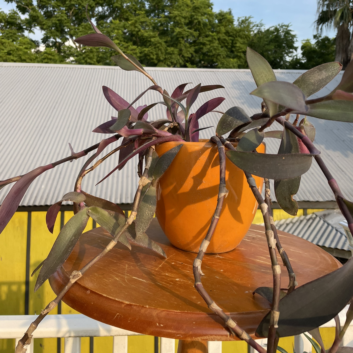 Purple heart plant in orange pot showing some yellowing leaves, sitting on wooden deck outdoors.