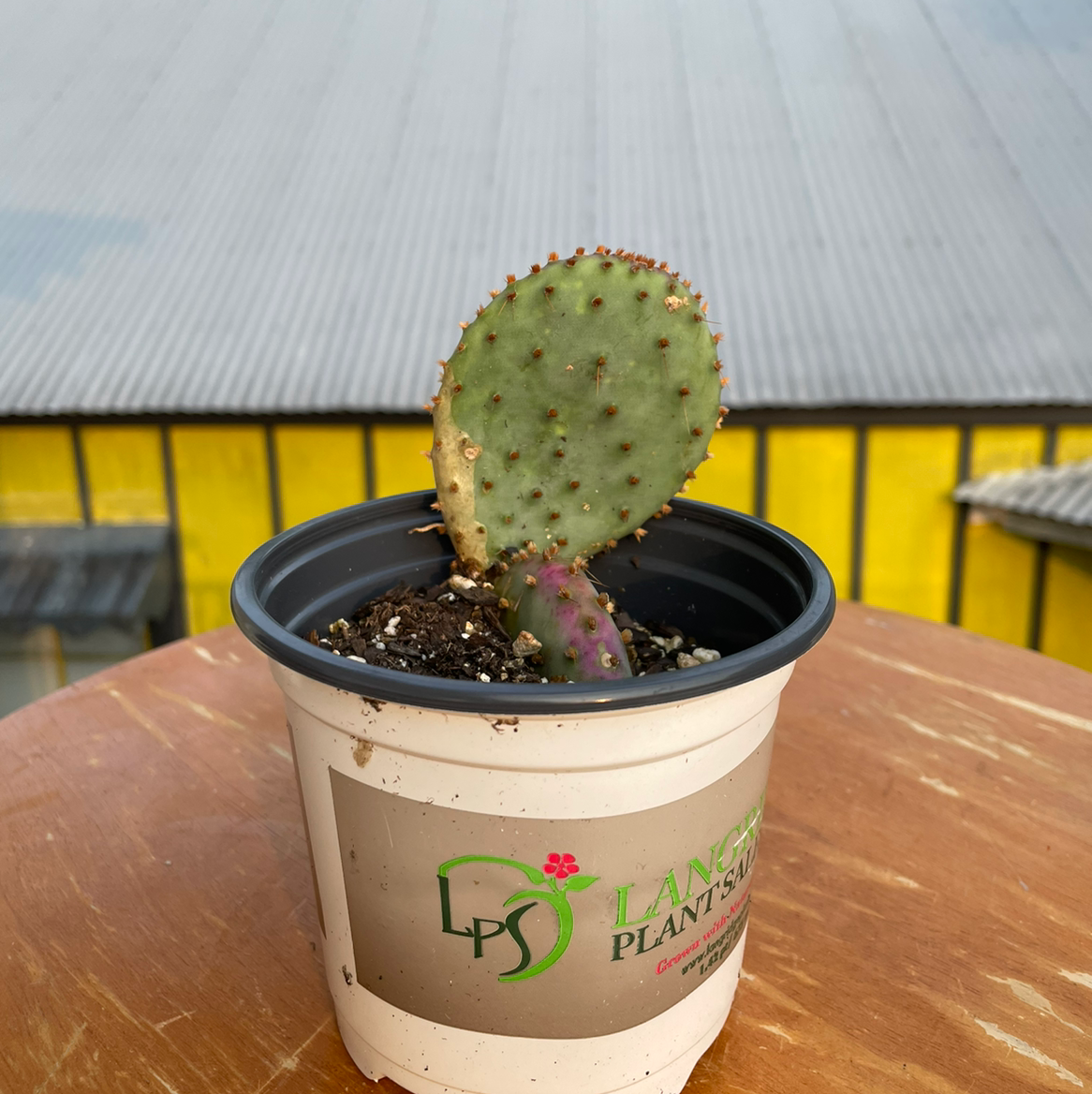 🌵 What Temperature Does My Smooth Prickly Pear Need?, image size:1166x1166