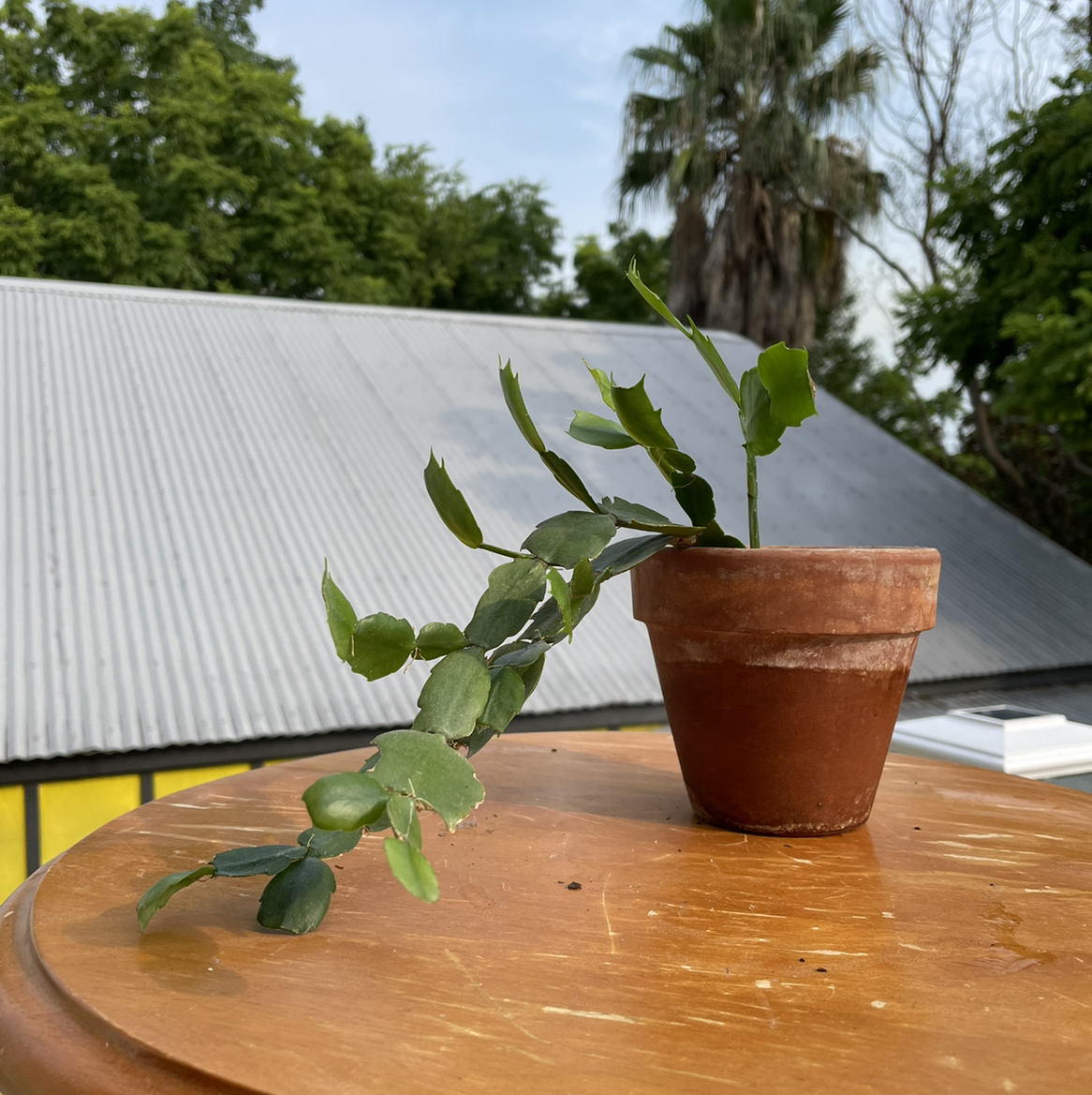 Photo of the plant species Easter Cactus by @Kiersten named BR — Dorothy on Greg, the plant care app