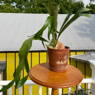 Staghorn Fern plant in New Orleans, Louisiana