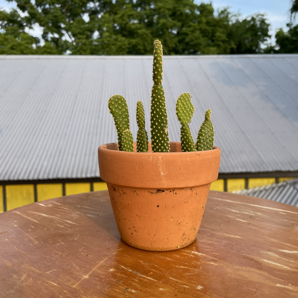 Bunny Ears Cactus in a terracotta pot with a rooftop and trees in the background.