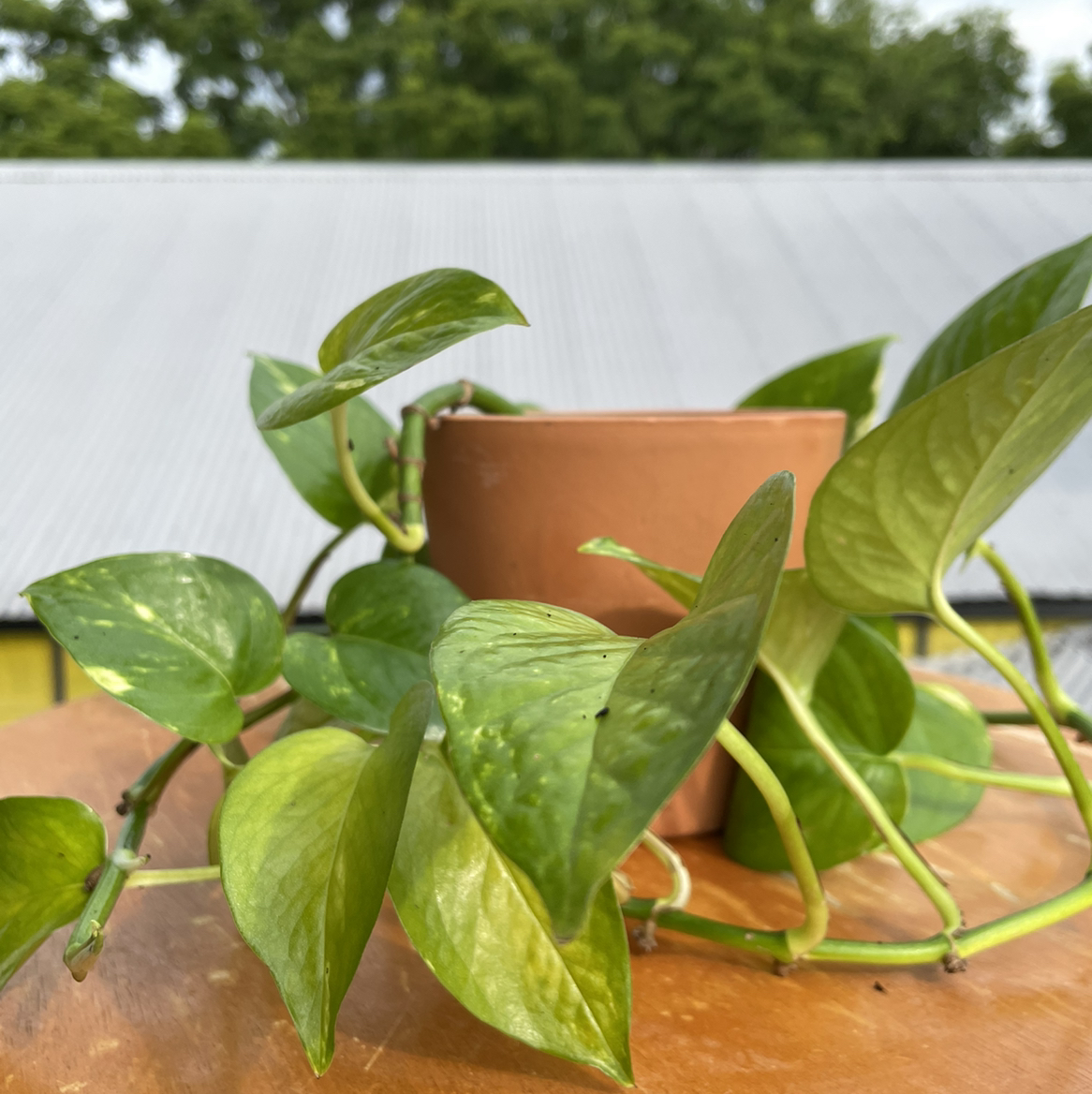 Healthy, vibrant Jade Pothos plant trailing from a terra cotta pot, with glossy green leaves and subtle variegation.