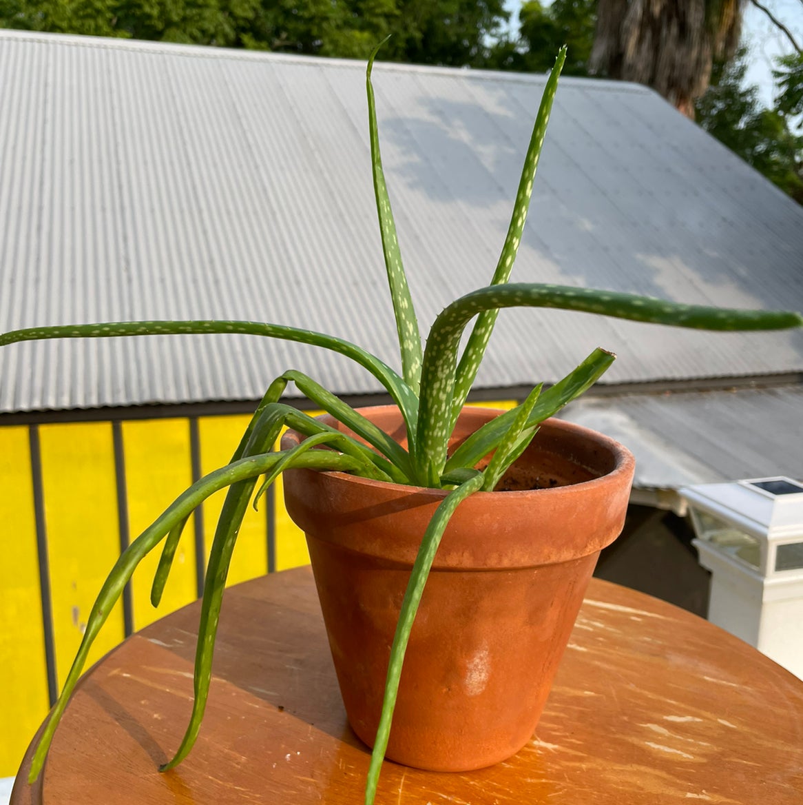 Vinca Accent How Much Water & Light Does it Need to Thrive?