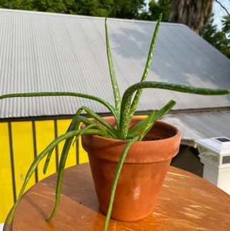 Aloe vera plant in New Orleans, Louisiana