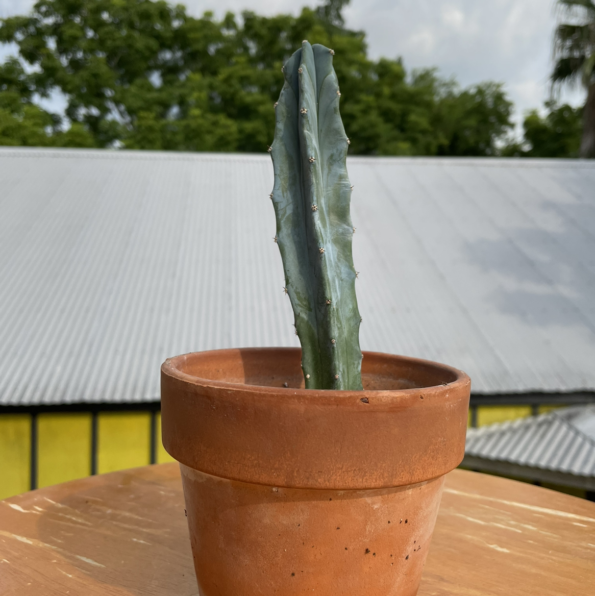 Blue Columnar Cactus in a terracotta pot with a building and greenery in the background.