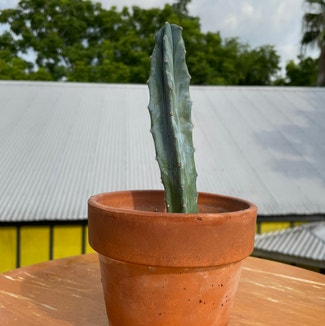 Blue Torch Cactus plant in New Orleans, Louisiana