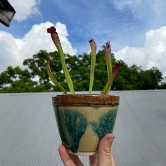 White Topped Pitcher Plant plant in New Orleans, Louisiana