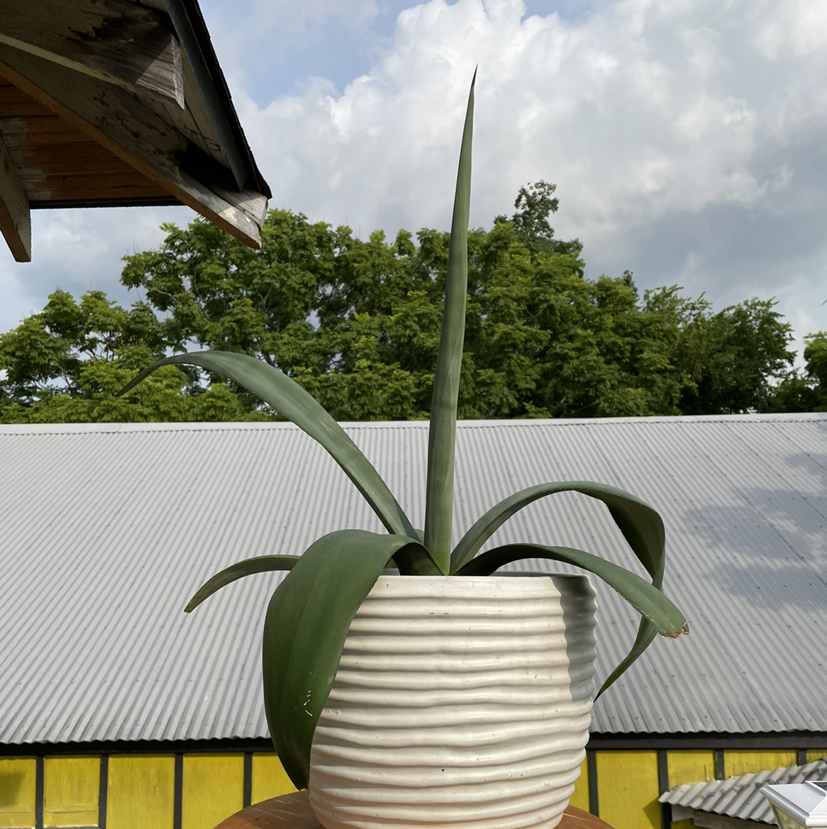 Healthy century plant in ribbed pot on metal roof, long spiky bluish-green leaves, trees and sky background.