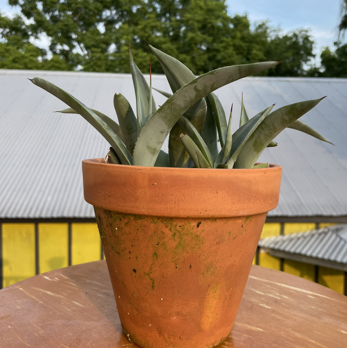 A potted century plant with thick spiky leaves in a rustic terracotta pot on an outdoor table, showing slight leaf browning.