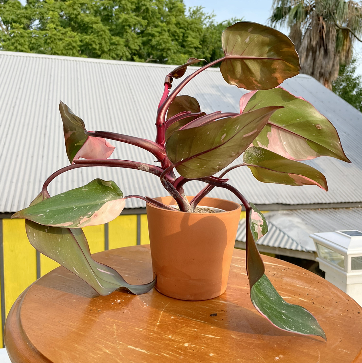 Pink Princess Philodendron in a terracotta pot with variegated leaves on a wooden surface.