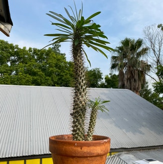 Madagascar Palm plant in New Orleans, Louisiana
