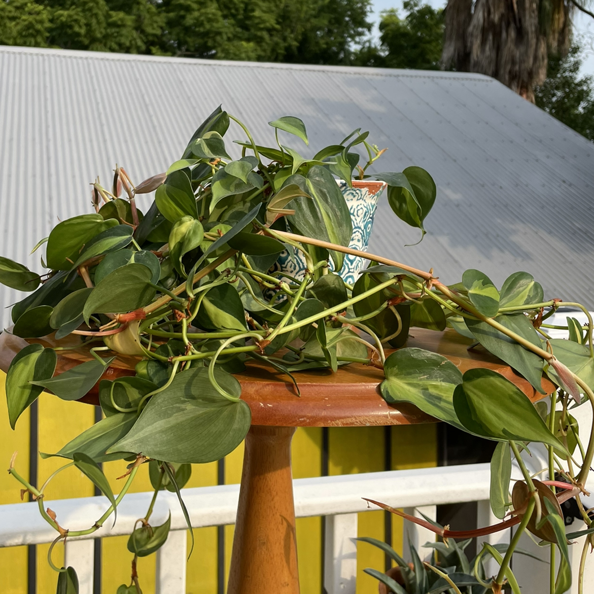 Philodendron Brasil plant on a wooden stand outdoors, with vibrant green leaves and characteristic variegation.
