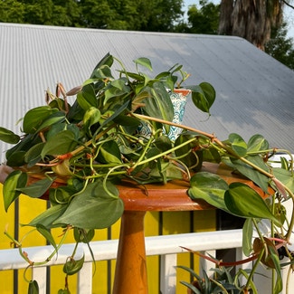 Philodendron 'Brasil' plant in New Orleans, Louisiana