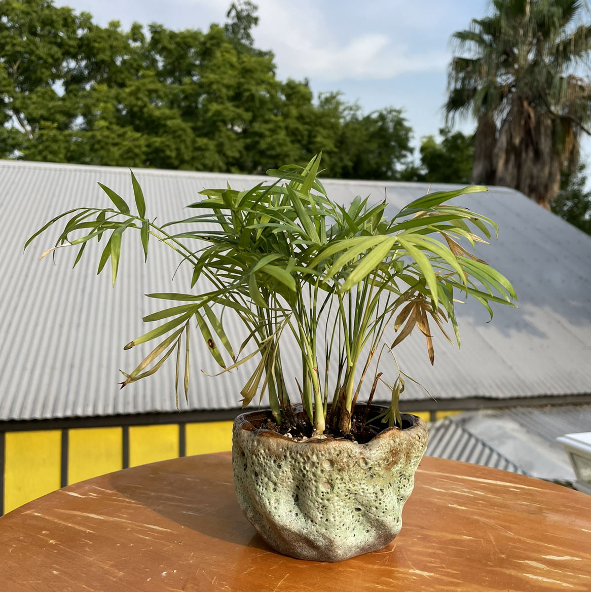 Healthy Parlour Palm plant with bright green fronds in a concrete pot on an outdoor wooden table.