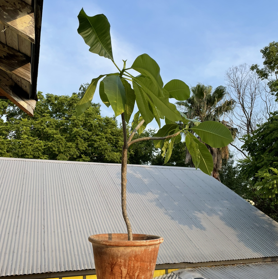 Potted Red Frangipani plant with green leaves, outdoors with clear sky and trees.