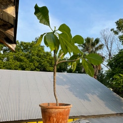 Red Frangipani plant