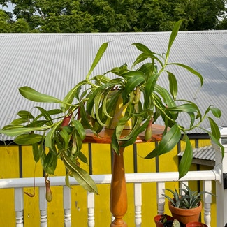 Nepenthes inermis plant in New Orleans, Louisiana